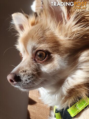 Papillon cross puppies