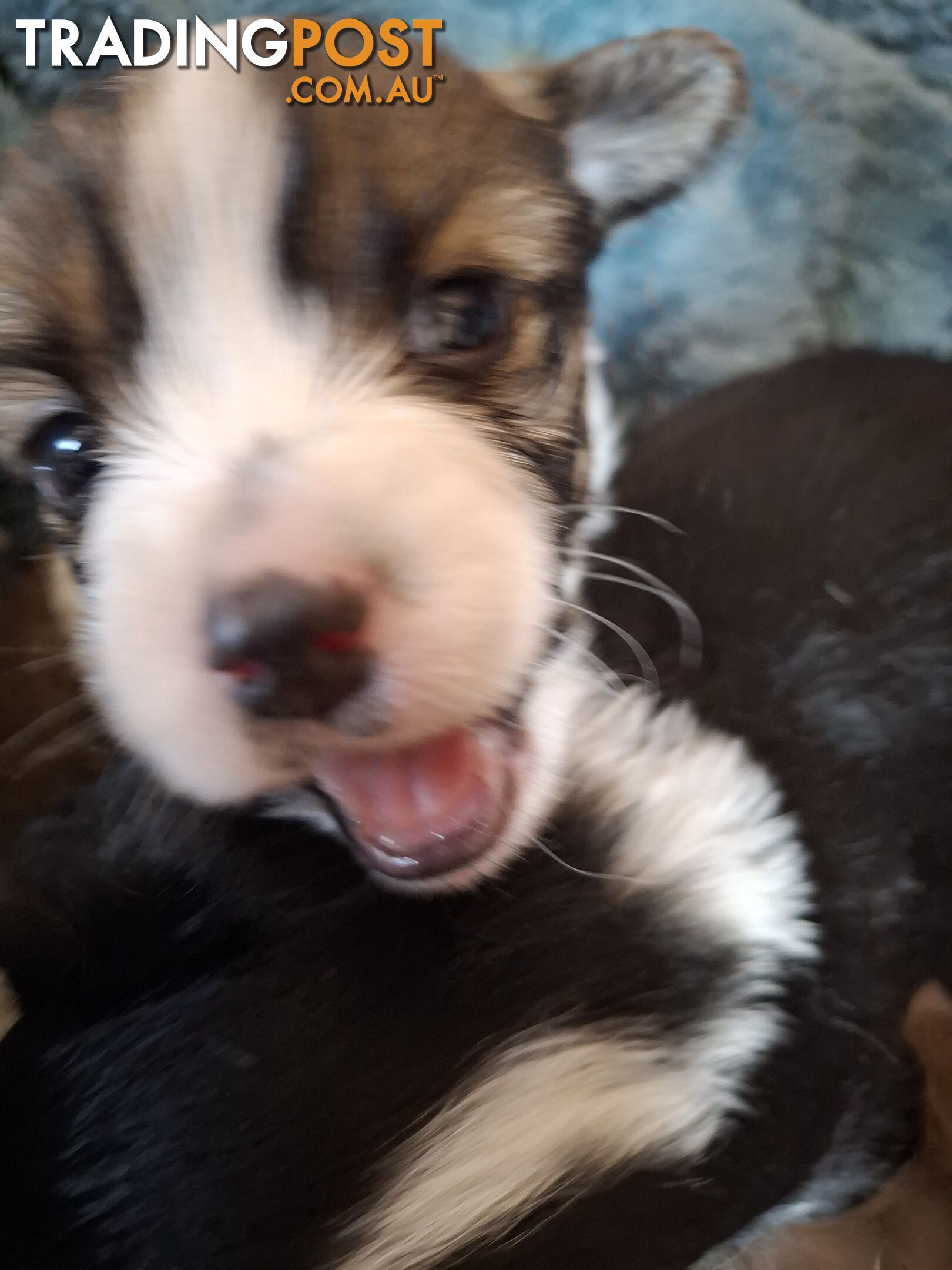 Papillon cross puppies