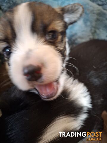 Papillon cross puppies