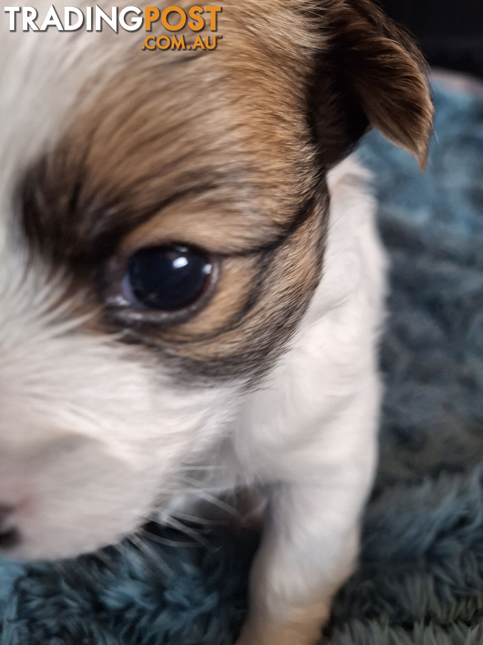 Papillon cross puppies