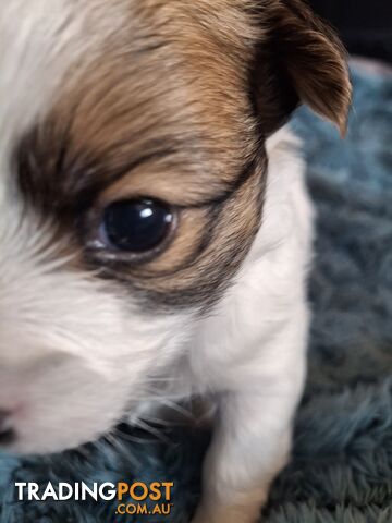 Papillon cross puppies