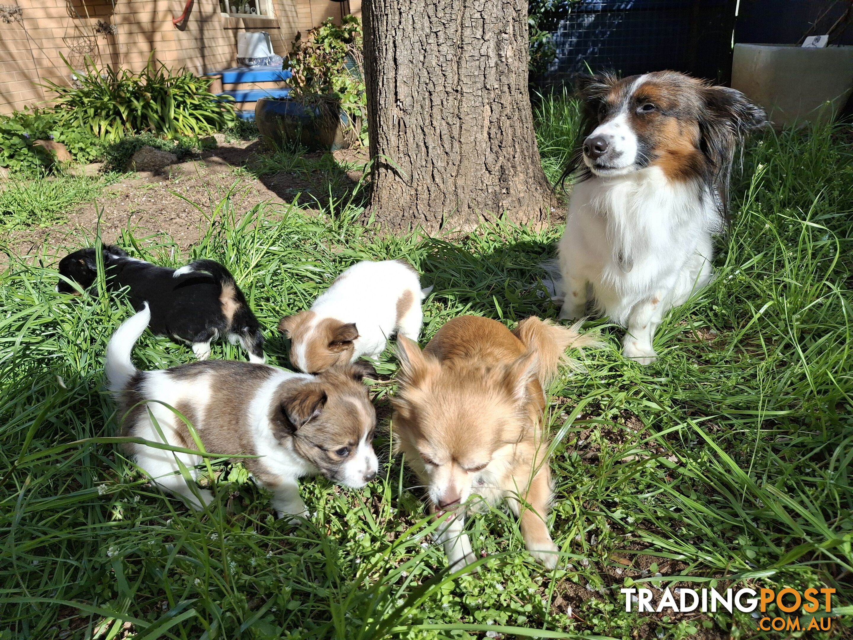 Papillon cross puppies