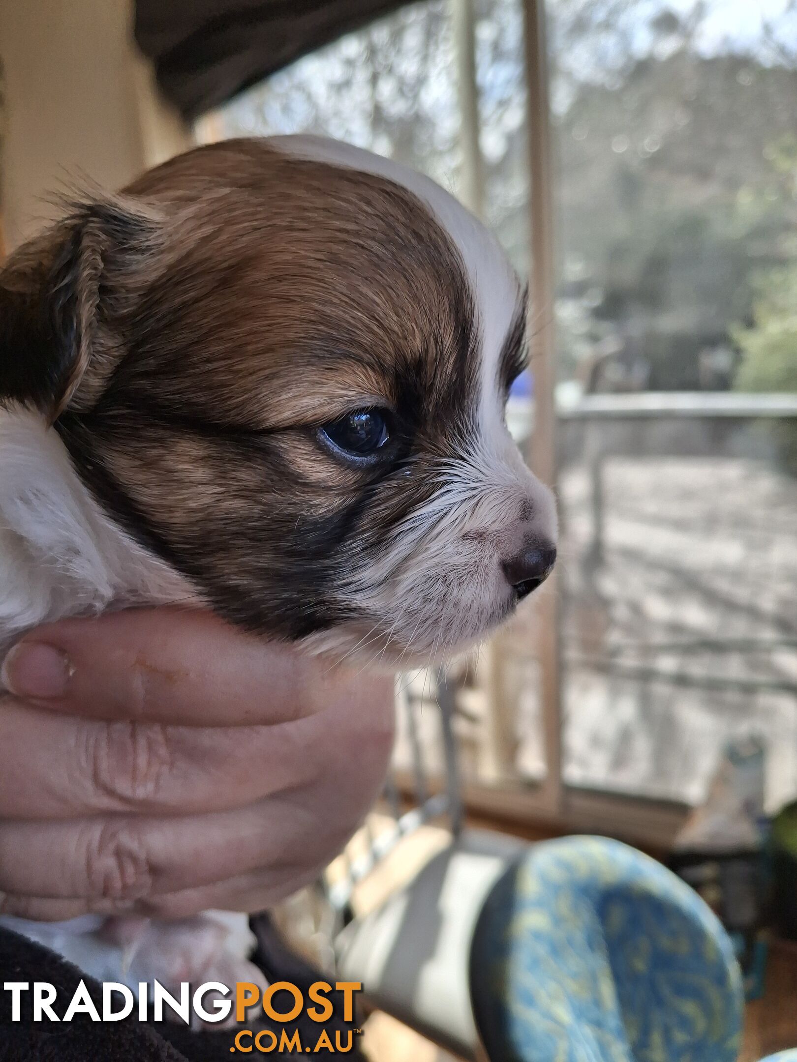 Papillon cross puppies