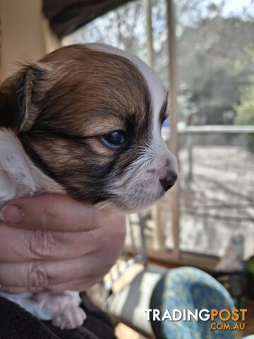 Papillon cross puppies