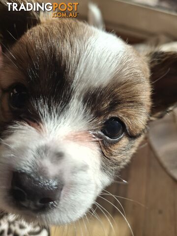 Papillon cross puppies