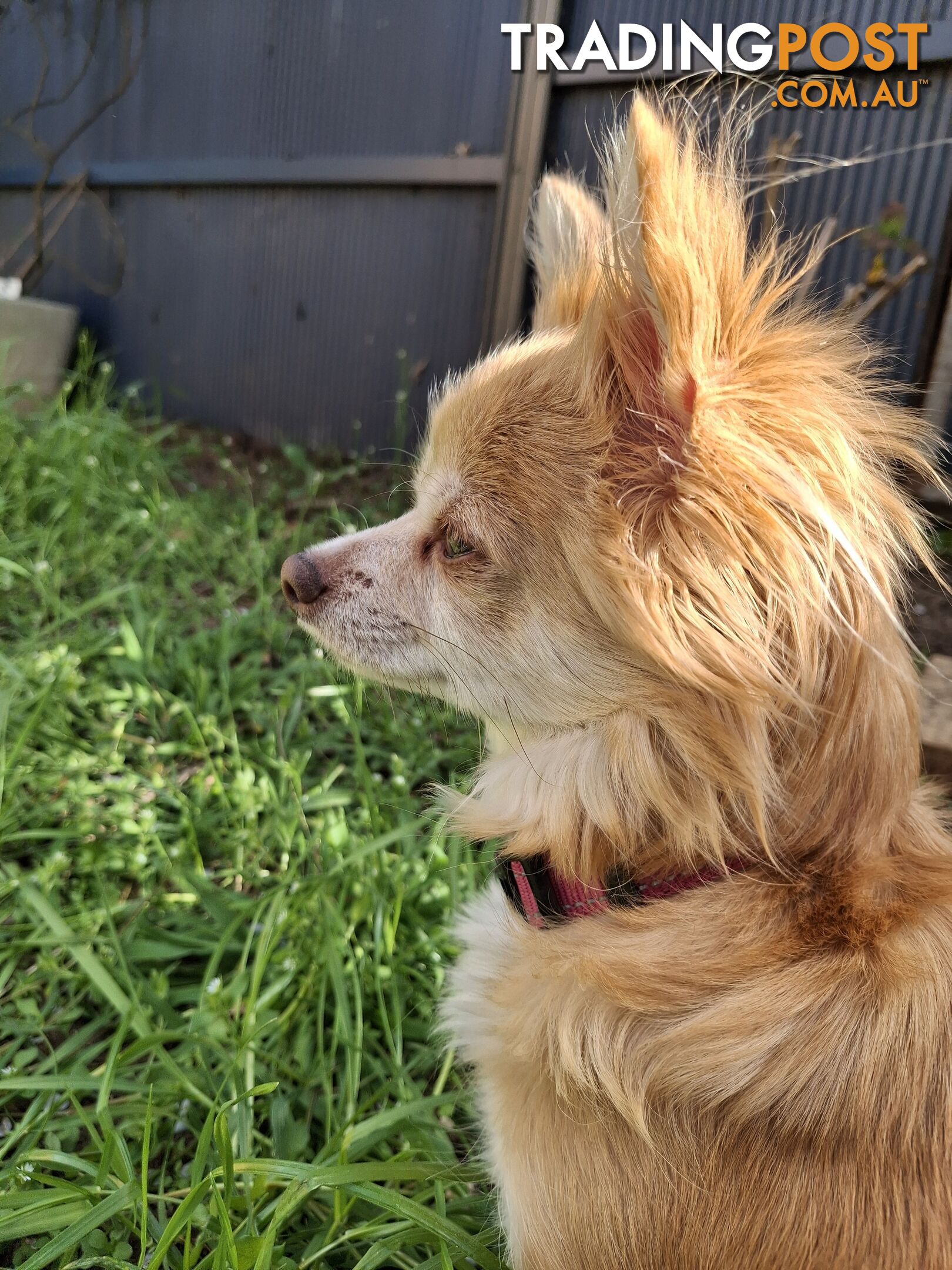 Papillon cross puppies