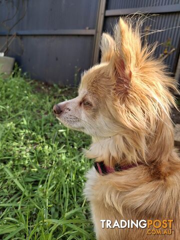 Papillon cross puppies