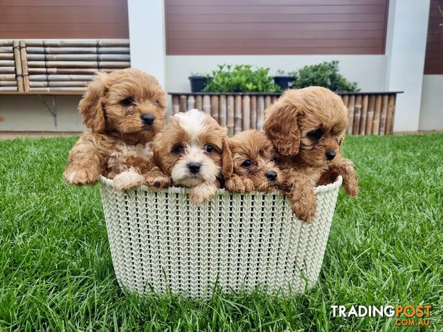 Toy Cavoodle Puppies for sale