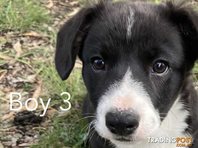 Gorgeous Cardigan Corgi Puppies