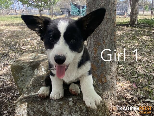 Gorgeous Cardigan Corgi Puppies