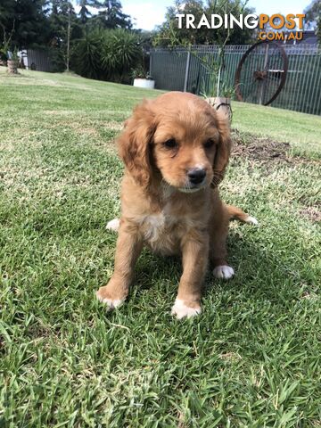 Cocker spaniel x cavoodle pups