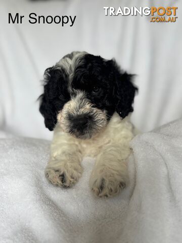 Gorgeous cavoodle puppies