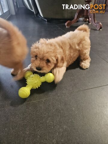 Cavapoms for sale