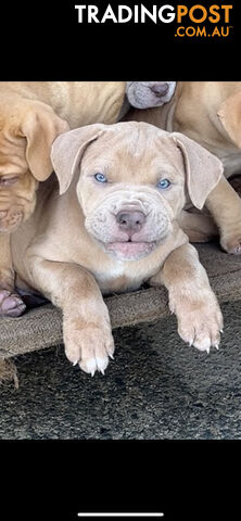 American bullies