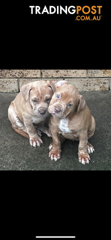 American bully X champion Staffordshire blue both parents are grand champions.