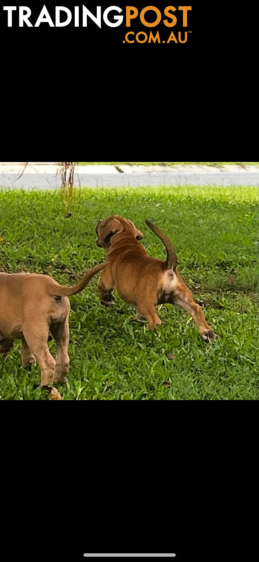 American bully X champion bloodline blue English Staffordshire. both parents are grand champions.