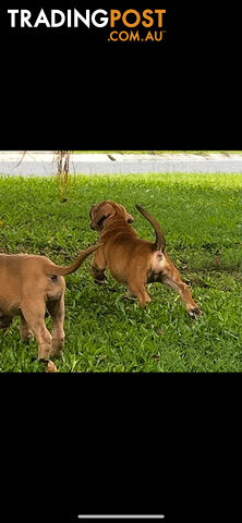 American bully X champion bloodline blue English Staffordshire. both parents are grand champions.