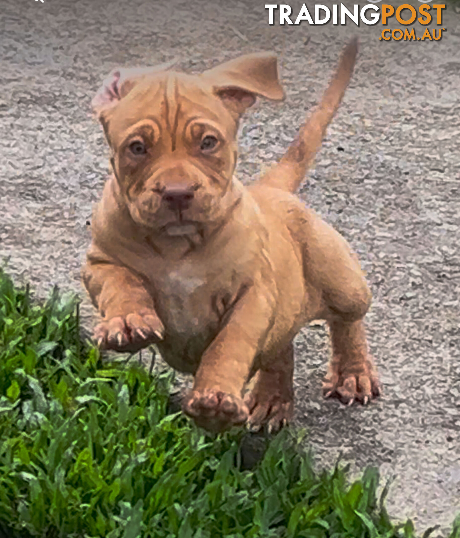 American bully X champion bloodline blue English Staffordshire. both parents are grand champions.