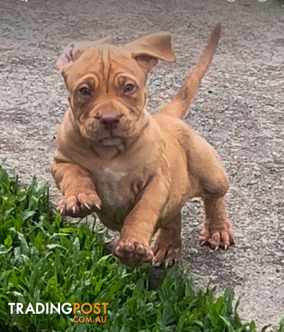 American bully X champion bloodline blue English Staffordshire. both parents are grand champions.