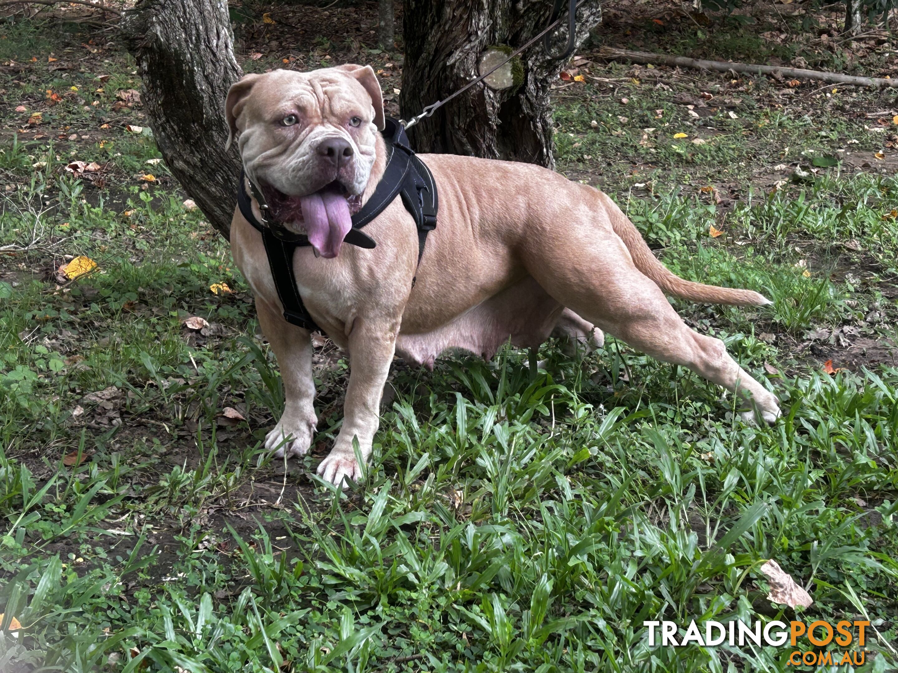 American bully X champion bloodline blue English Staffordshire. both parents are grand champions.