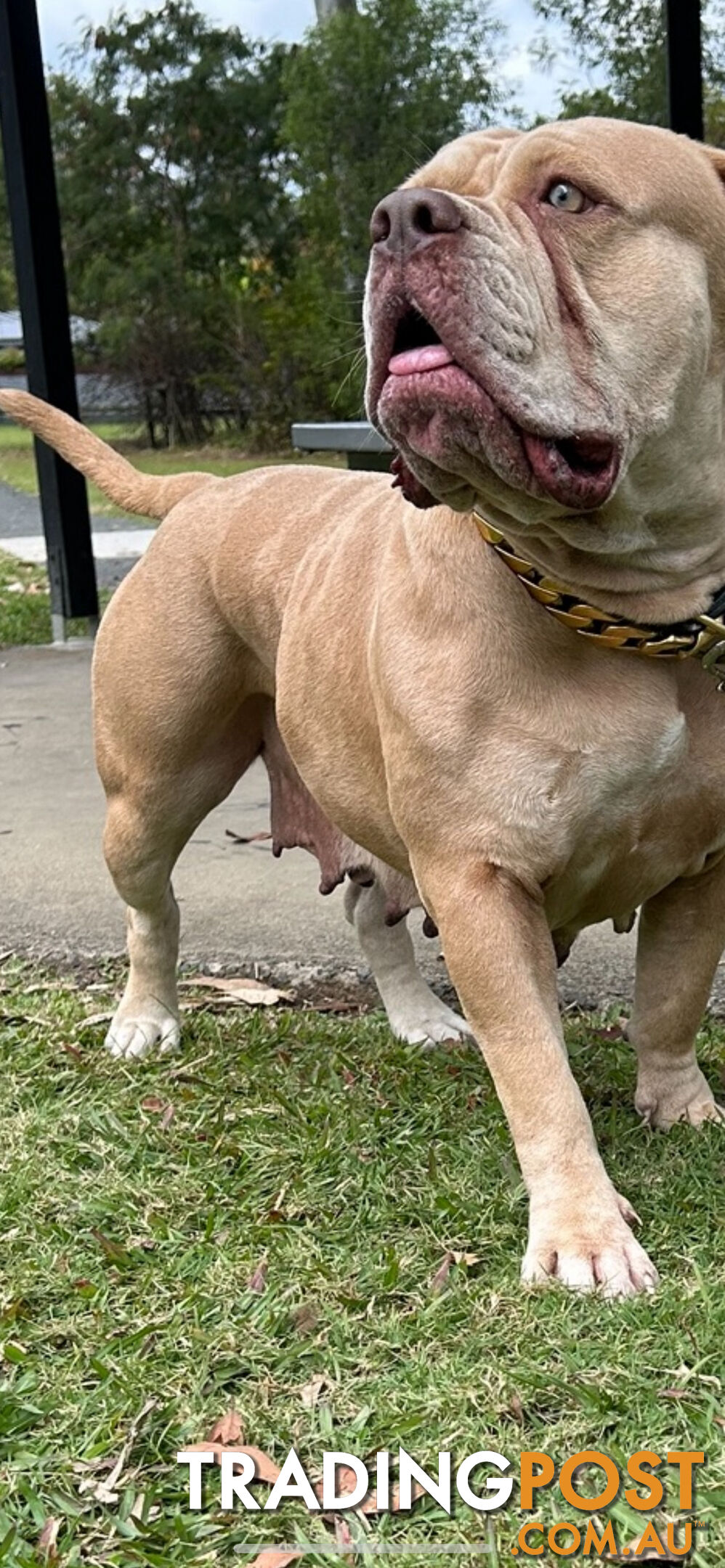 American bully X champion bloodline blue English Staffordshire. both parents are grand champions.