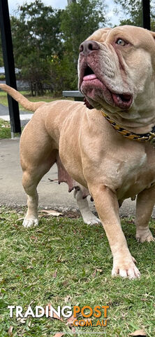 American bully X champion bloodline blue English Staffordshire. both parents are grand champions.