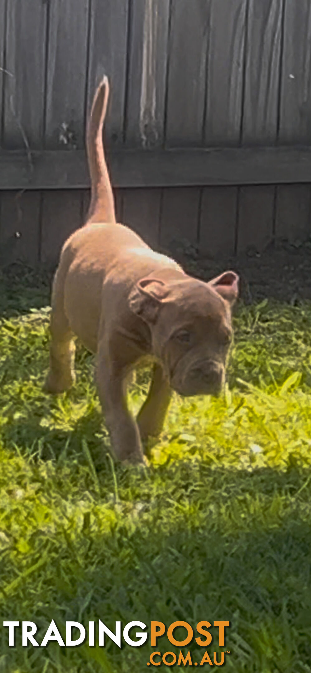 American bully X champion bloodline blue English Staffordshire. both parents are grand champions.