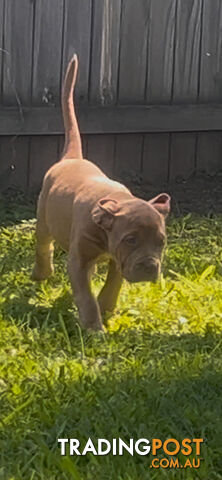 American bully X champion bloodline blue English Staffordshire. both parents are grand champions.