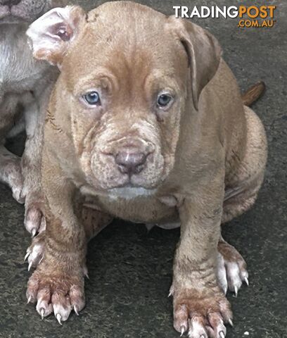 American bully X champion Staffordshire blue both parents are grand champions.