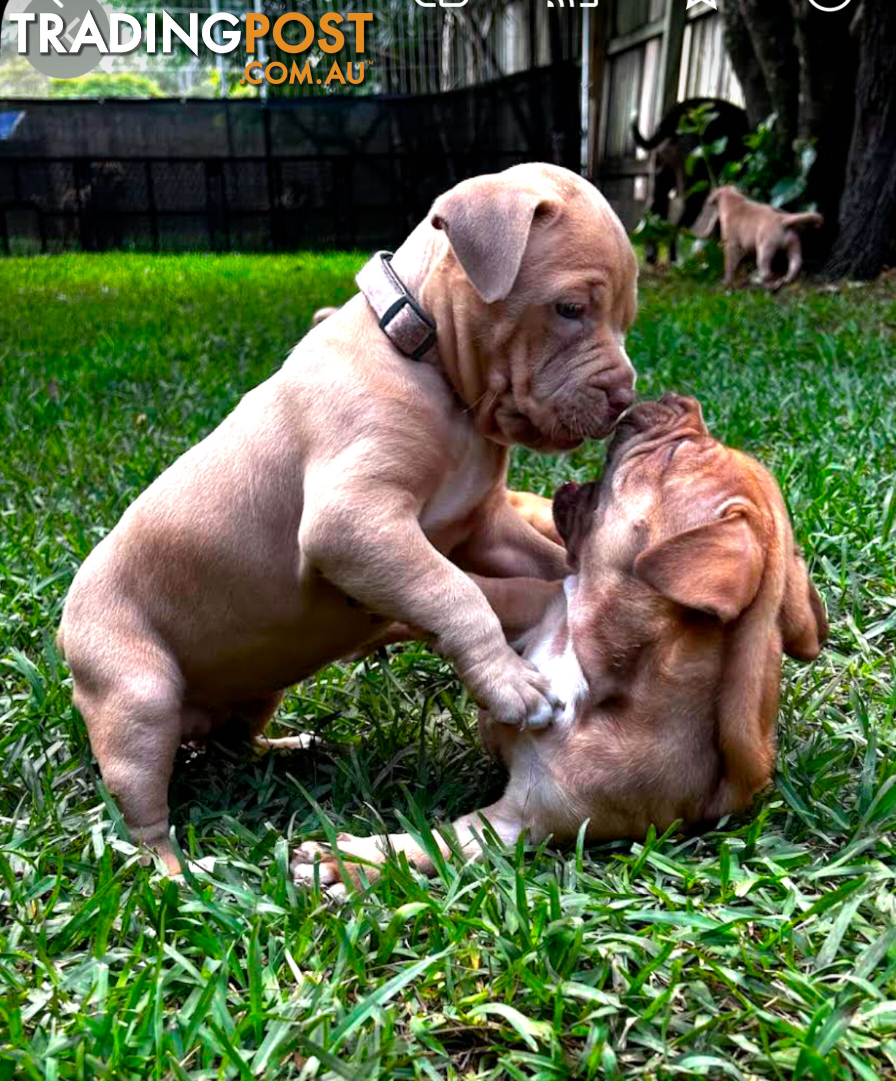 American bully X champion bloodline blue English Staffordshire. both parents are grand champions.