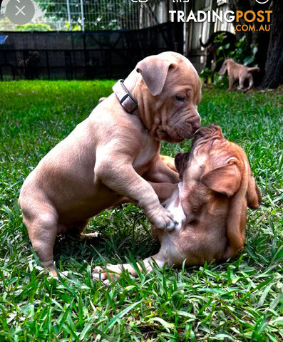 American bully X champion bloodline blue English Staffordshire. both parents are grand champions.