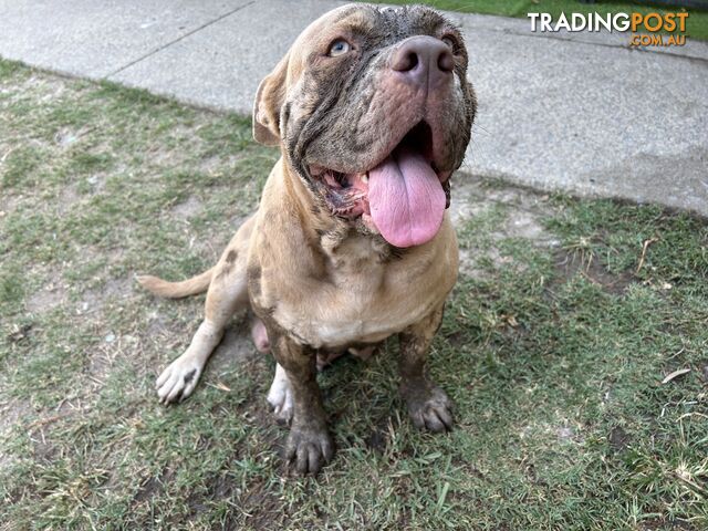 American bully X champion Staffordshire blue both parents are grand champions.