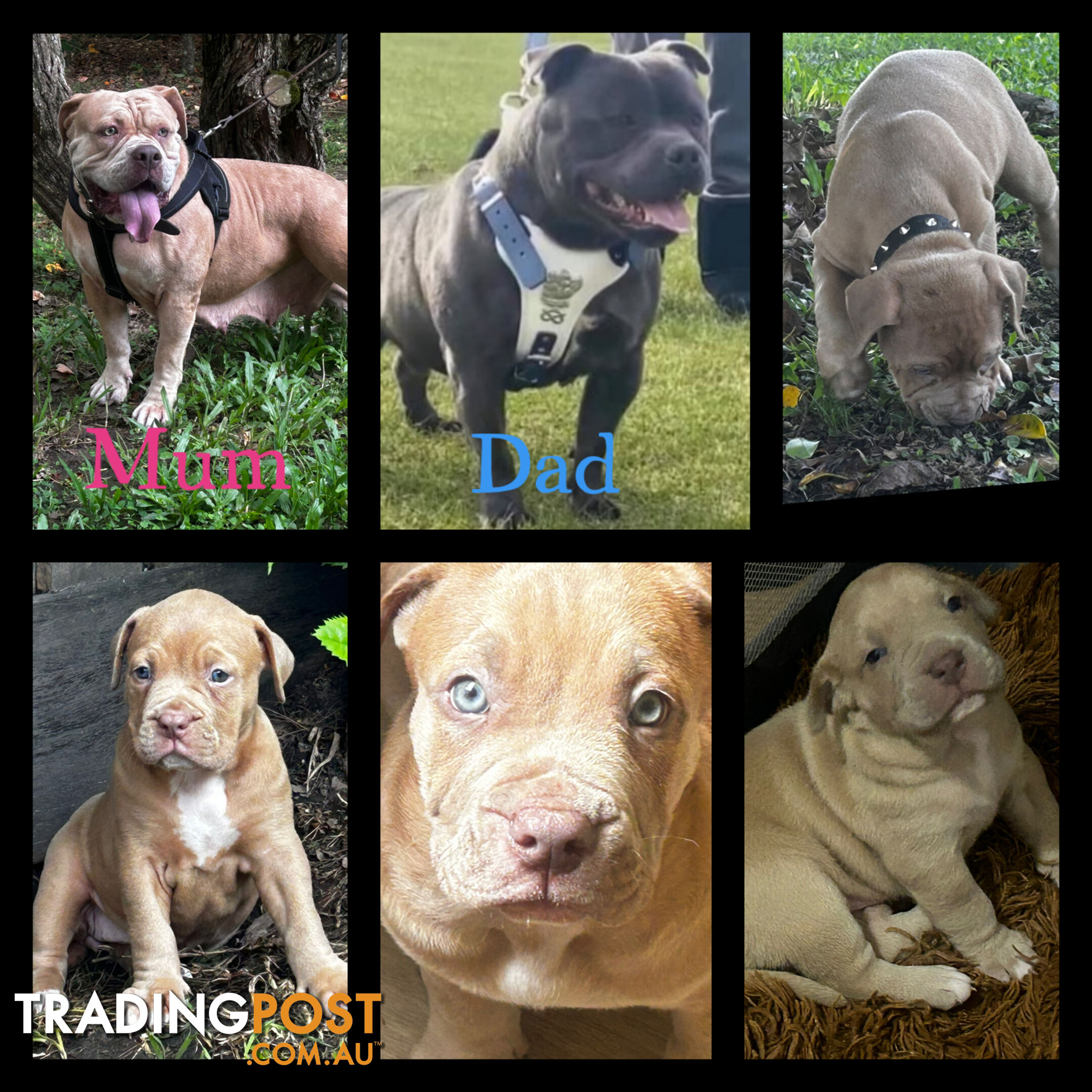 American bully X champion bloodline blue English Staffordshire. both parents are grand champions.