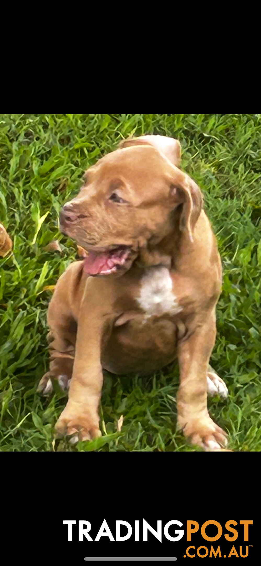 American bully X champion bloodline blue English Staffordshire. both parents are grand champions.