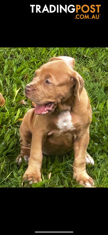 American bully X champion bloodline blue English Staffordshire. both parents are grand champions.