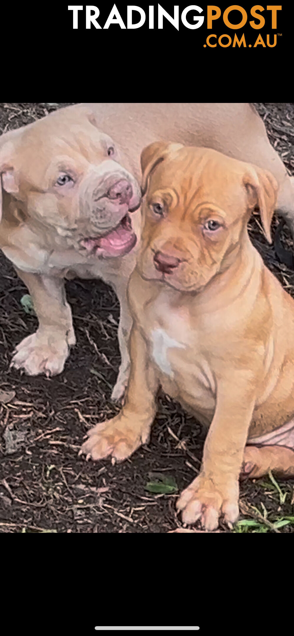 American bully X champion bloodline blue English Staffordshire. both parents are grand champions.