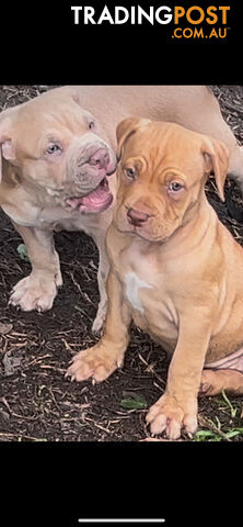 American bully X champion bloodline blue English Staffordshire. both parents are grand champions.