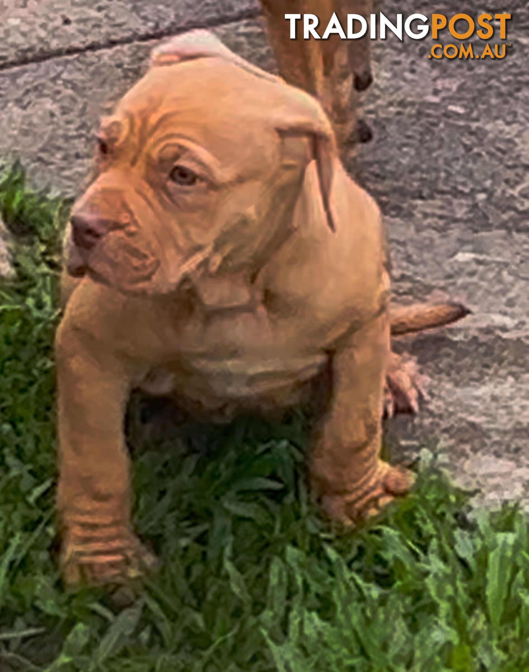 American bully X champion bloodline blue English Staffordshire. both parents are grand champions.