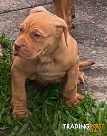 American bully X champion Staffordshire blue both parents are grand champions.