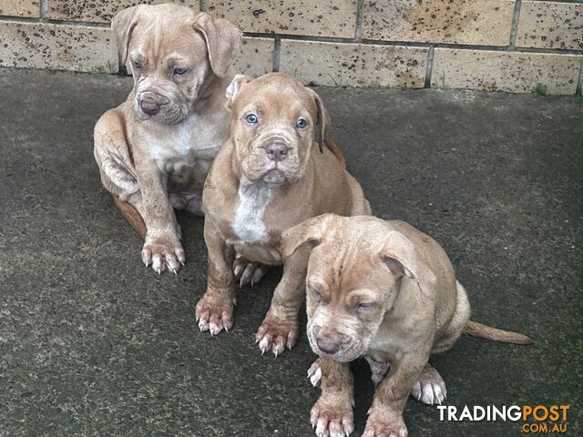 American bully X champion Staffordshire blue both parents are grand champions.