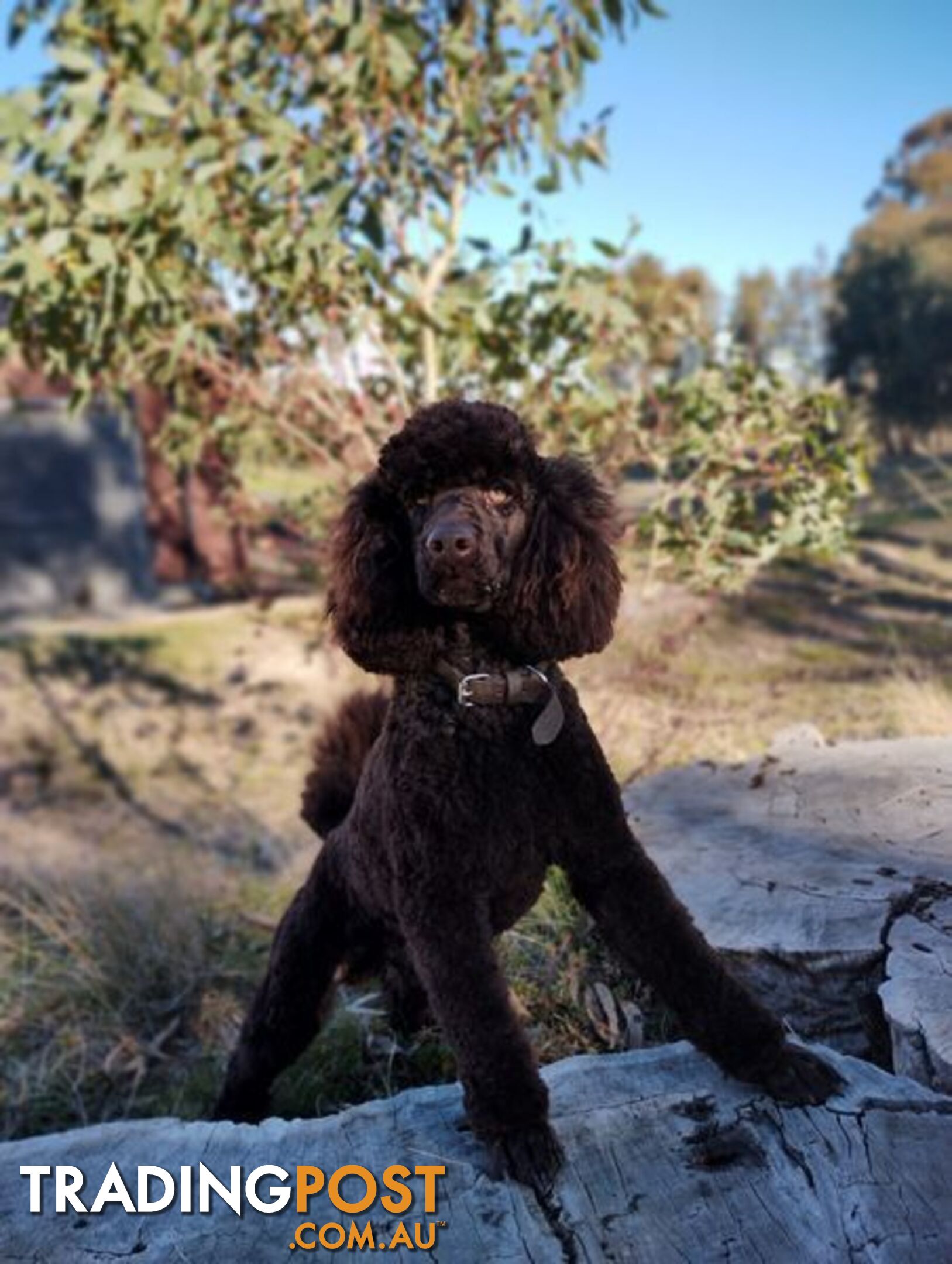 Stunning Chocolate &amp; Red Poodle STUD SERVICE