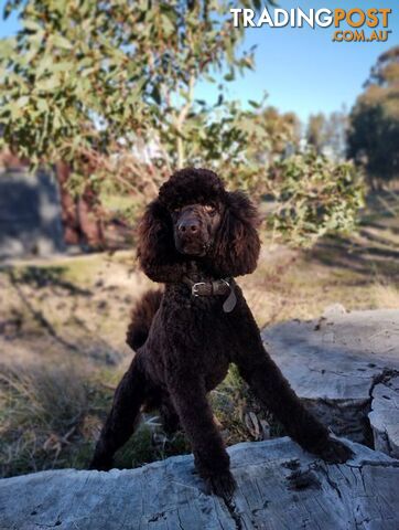 Stunning Chocolate &amp; Red Poodle STUD SERVICE