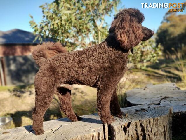 Stunning Chocolate &amp; Red Poodle STUD SERVICE