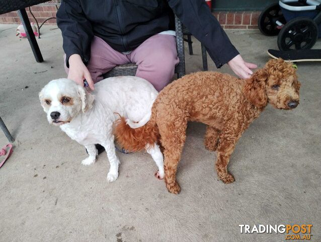 Stunning Chocolate &amp; Red Poodle STUD SERVICE