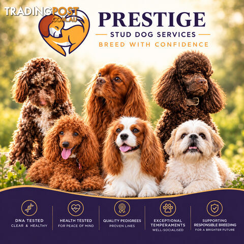 Cavalier King Charles Spaniel, Miniature, Toy Poodle and Shih Tzu PEDIGREE STUDS...