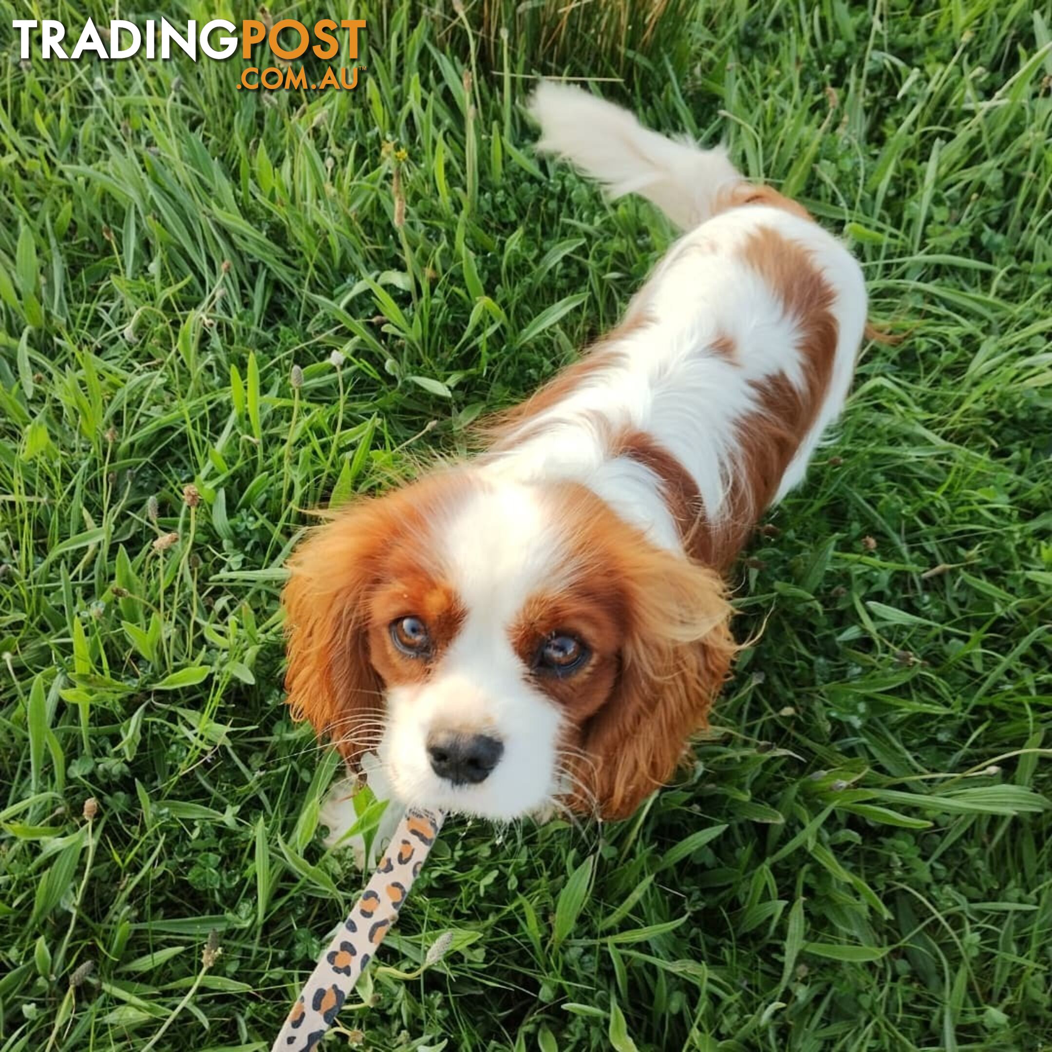 Cavalier King Charles Spaniel STUD SERVICE