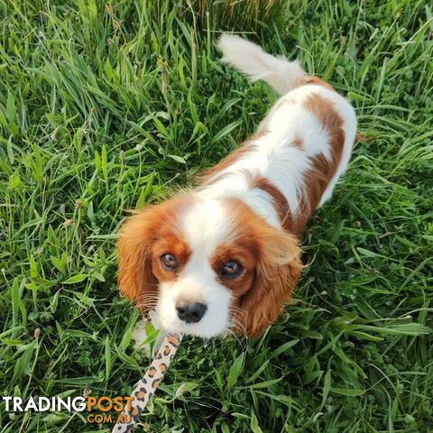 Cavalier King Charles Spaniel STUD SERVICE