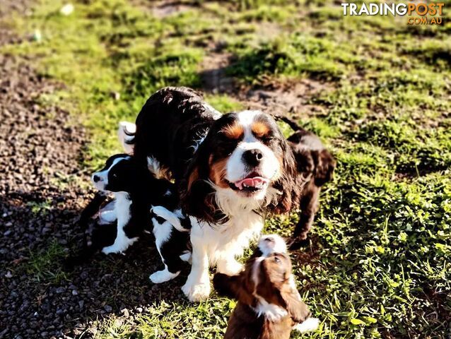 Cavalier King Charles Spaniel STUD SERVICE