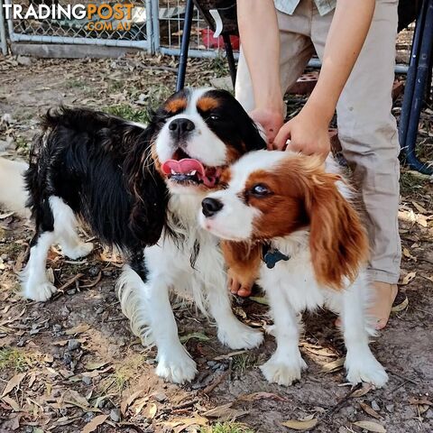 Cavalier King Charles Spaniel STUD SERVICE