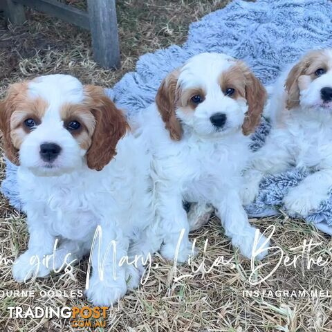 Cavalier King Charles Spaniel STUD SERVICE